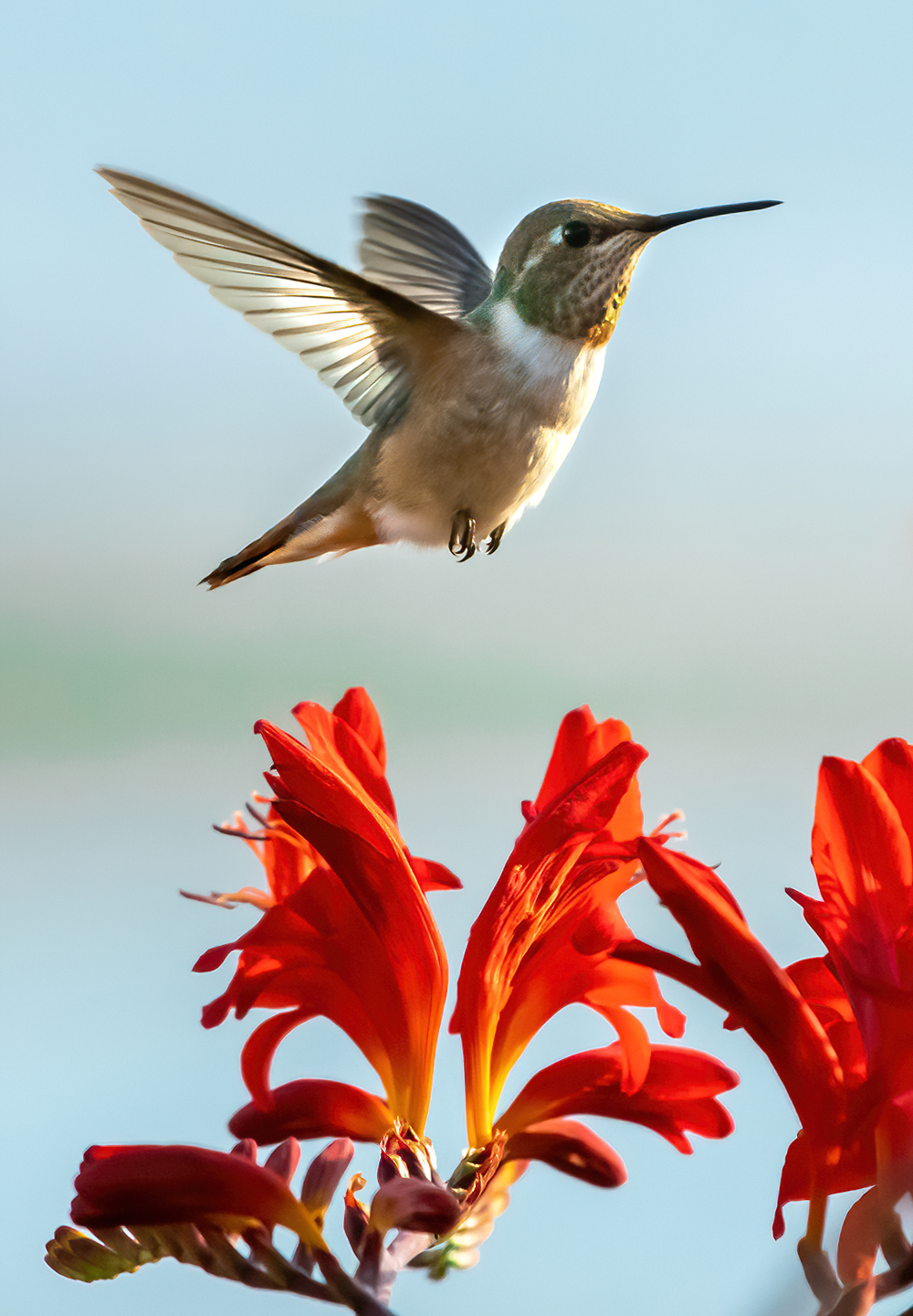 Washington Coast Humming Bird 09